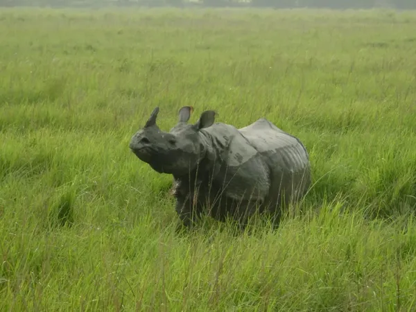 ধূপঝোরায় নজরে এল গণ্ডারের বাসস্থান, খুশি বনদপ্তর