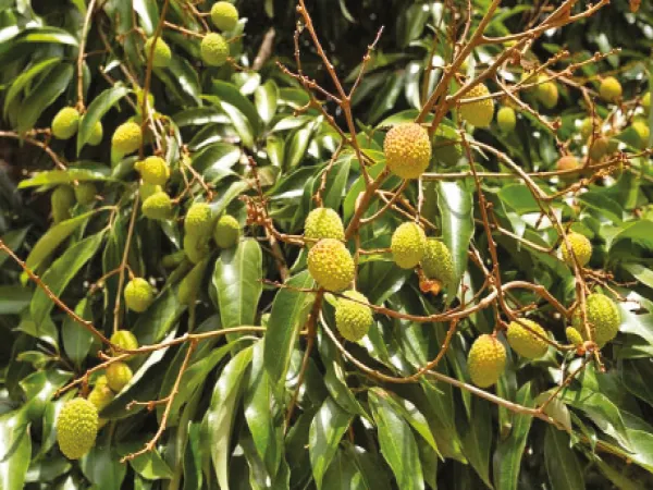 পরাগমিলনে মৌমাছির দেখা নেই, চিন্তায় লিচু চাষিরা