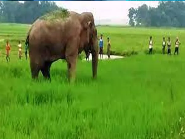 কুনকি হাতি জোনাকিকে সব কাজ থেকে অব্যাহতি