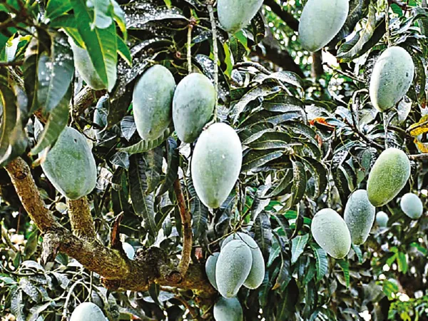 চাটনির রাজা ‘আশ্বিনা’
