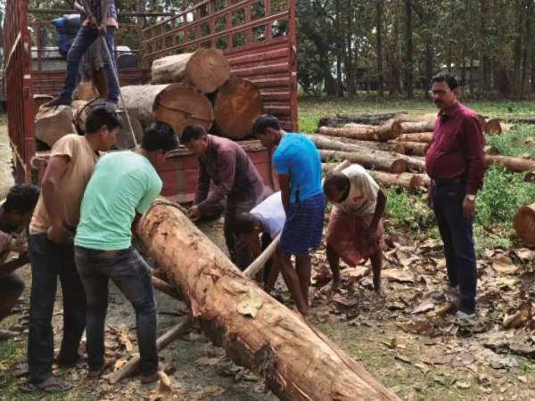 মদনমোহনের নয়া রথের কাঠ পৌঁছল কোচবিহারে