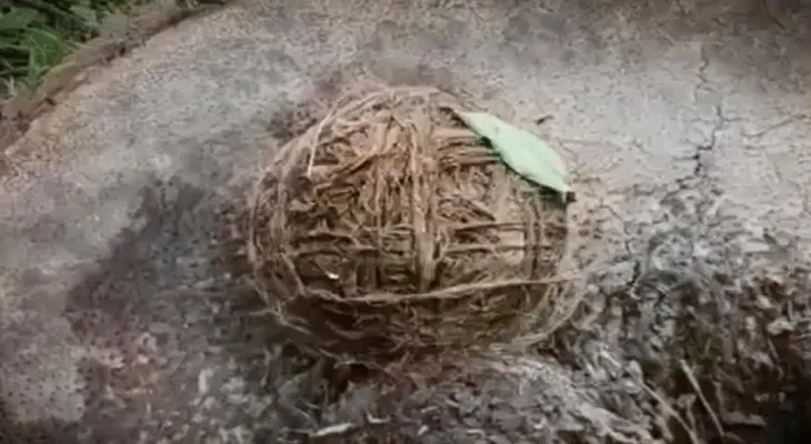 পঞ্চায়েত প্রধানের বাড়ির দরজায় মিষ্টির প্যাকেটে বোমা, চাঞ্চল্য