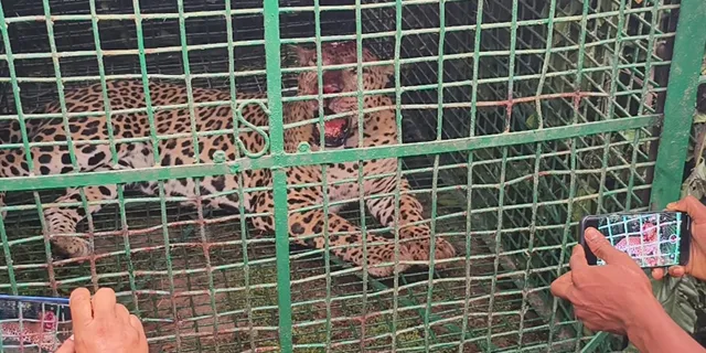নাগরাকাটার চা বাগানে ফের ধরা পড়ল চিতাবাঘ