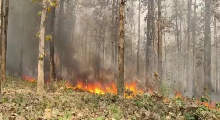 টুকরিয়াঝাড় জঙ্গলে আগুন চার ঘণ্টার চেষ্টায় নিয়ন্ত্রণে