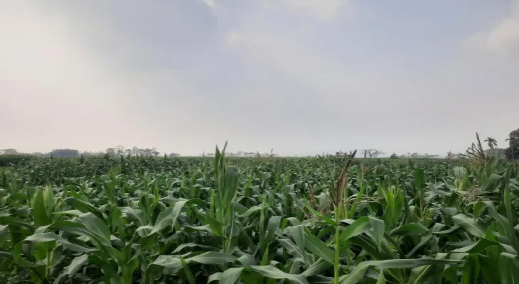 কমেছে হাতির দৌরাত্ম্য, ৩ বছর পর ফের ভুট্টা ফলছে নকশালবাড়ির নেপাল সীমান্তের গ্রামে