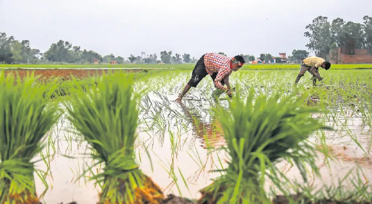 পুনর্বিবেচনার পর কমিয়ে দেওয়া হল ধান কেনার লক্ষ্যমাত্রা