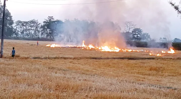 নাড়া পোড়াতে গিয়ে ভস্মীভূত গমখেত, মৃত্যু একজনের