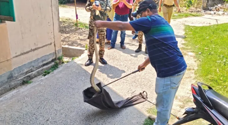 প্রাথমিক বিদ্যালয় থেকে উদ্ধার পাঁচ ফুট লম্বা চন্দ্রবোড়া, আতঙ্ক