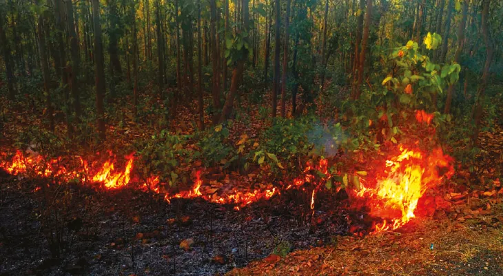 জঙ্গলে ঘাঁটি ৬৫টি হাতির, শুকনো পাতায় আগুন ধরালে কড়া ব্যবস্থা