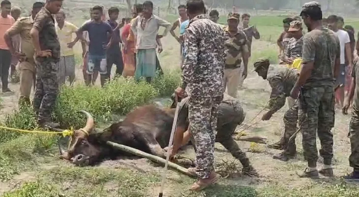 নিশিগঞ্জে দিনভর দাপাল জোড়া বাইসন