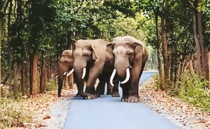 হাতি শূন্য বাঁকুড়া উত্তর বনবিভাগ, খুশি চাষিরা