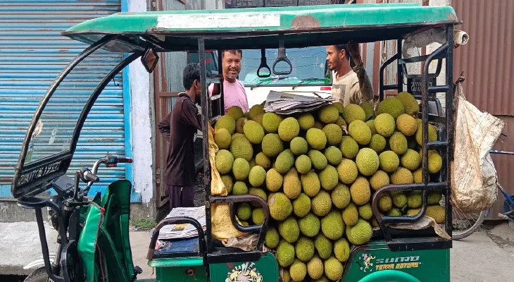 হলদিবাড়ির টম্যাটো, কাঁচা লঙ্কার পর এবার এঁচোড় যাচ্ছে ভিনরাজ্যে