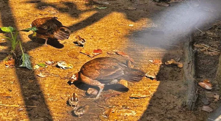 ঝাড়গ্রামের জঙ্গলমহল জুলজিক্যাল পার্ক কৃত্রিমভাবে ৬টি রুপালি তিতির ও চারটি লাল জঙ্গল পাখির জন্ম