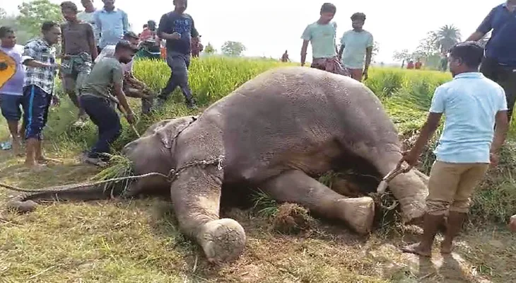 নয়াগ্রামে ফের হাতির মৃত্যু, উদ্বিগ্ন বনদপ্তর