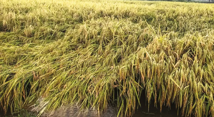 দু’ দিনের বৃষ্টিতে কাটোয়া, আউশগ্রাম ও পূর্বস্থলীতে সব্জি ও ধানে ক্ষতির আশঙ্কা
