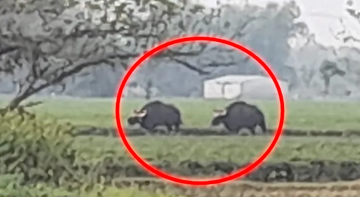 জলপাইগুড়ির চা বাগানে বাইসনের দাপট, মৃত্যু বৃদ্ধার, এলাকায় আতঙ্ক