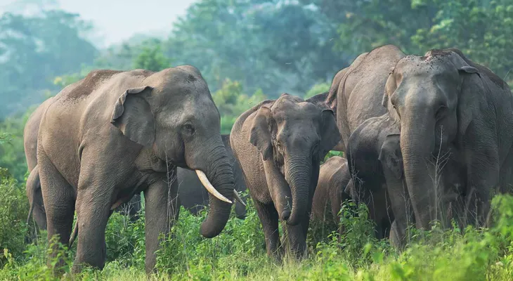 মালাবতী জঙ্গলে ‘বনচিড়িয়ার ঝরনে’র টানে চুপিসারে আসে দলমা পাহাড়ের হাতির পাল