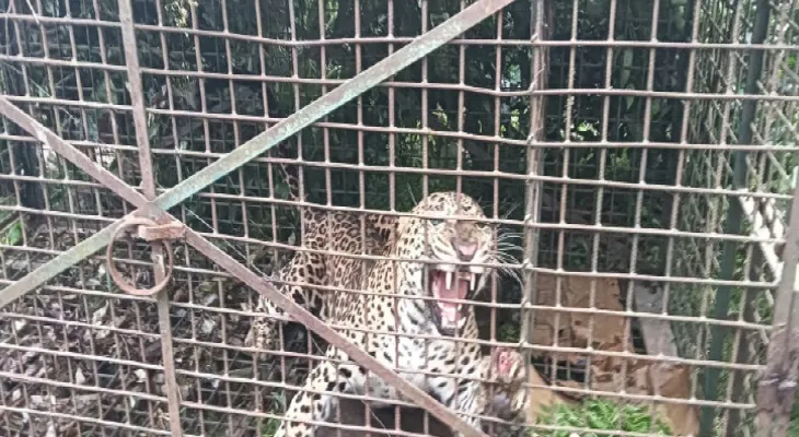 দলগাঁও বাগানে খাঁচাবন্দি চিতাবাঘ