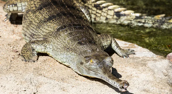 6 gharials are going from Rasikbil to Alipore Zoo