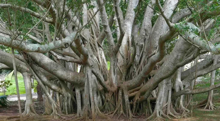 কিউআর কোড স্ক্যান করলেই জানা যাবে শতাব্দী প্রাচীন বটগাছের তথ্য