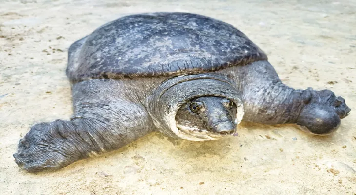 কোচবিহারের মোহন