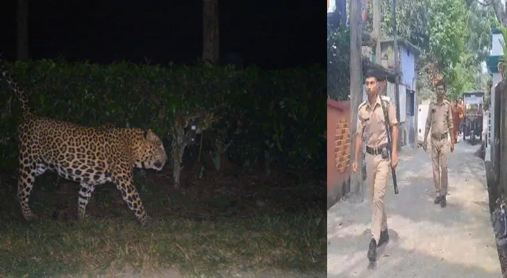 জলপাইগুড়ি শহরে চিতাবাঘের আতঙ্ক, ঘটনাস্থলে বন দপ্তর