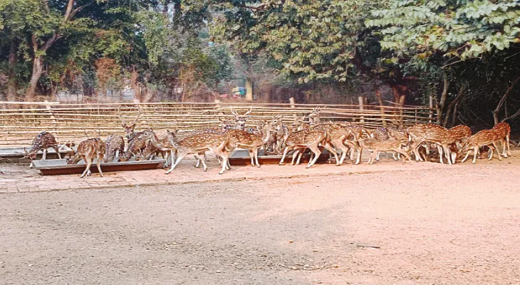 প্রচণ্ড দাবদাহে হরিণ, ময়ূরের মতো প্রাণীদের বাঁচাতে ওআরএস মিশ্রিত জল দিচ্ছে বনদপ্তর