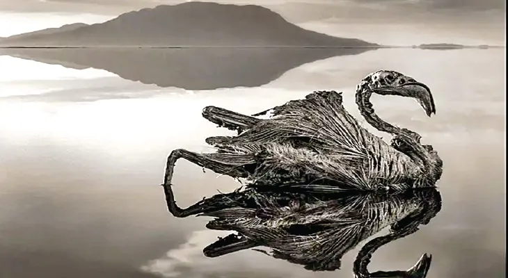 মৃত প্রাণীর হ্রদ