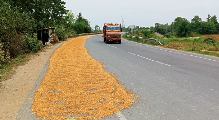 চাঁচলগামী রাস্তা দখল করে ভুট্টা শুকোনোর অভিযোগ গাজোলে