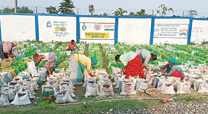 বস্তায় জৈবসার ভরে আদা চাষ ময়নাগুড়িতে