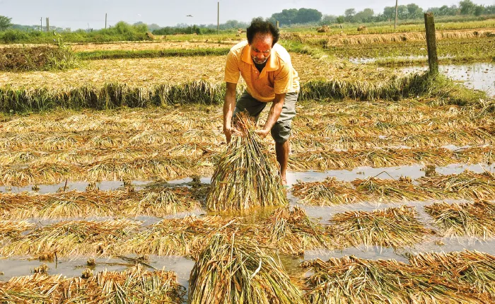 দুর্যোগ: কোচবিহারে ৯৬০ হেক্টর কৃষি জমি ক্ষতিগ্রস্ত