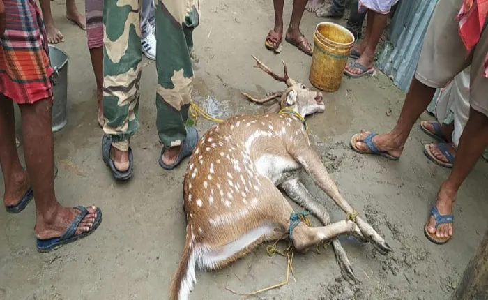 চিত্রকূট সীমান্তে চিতল হরিণ উদ্ধার, কোত্থেকে এল? ধন্দ