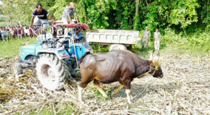 কোচবিহারের তোর্সার চরে বাইসনের হানাদারি, ঘুমপাড়ানি গুলি করে কাবু