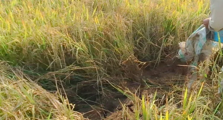 সাঁইথিয়ায় ধানজমিতে ফের বোমা বিস্ফোরণ