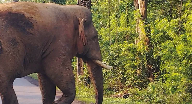 সাঁকরাইলে ফের হাতির হানায় যুবকের মৃত্যু, ক্ষোভ এলাকায়