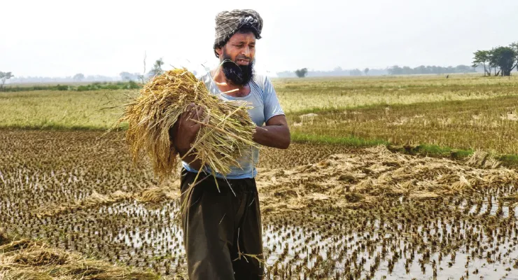 ঝড়বৃষ্টিতে দুবরাজপুরে ৩৪০০ হেক্টর জমির বোরো ধানের ক্ষতি