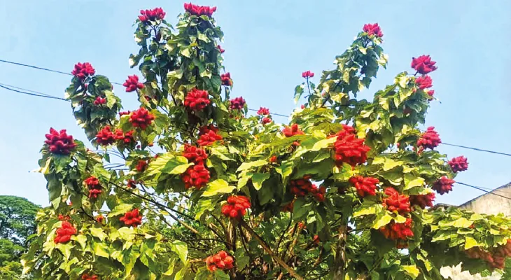 বঙ্গ বধূদের সিঁথি রাঙাতে বাংলার গোকুলে বাড়ছে মার্কিন সিঁদুর বৃক্ষ