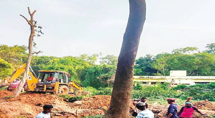 তিন মাসেই দেউচা পাচামিতে ৯৮৪টি  গাছ সফলভাবে স্থানান্তর করা হয়েছে