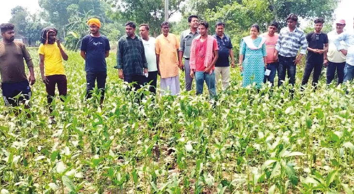 বৃষ্টি নেই, জলের অভাবে জেলায়  পাটের বৃদ্ধি কমছে, চিন্তায় চাষিরা
