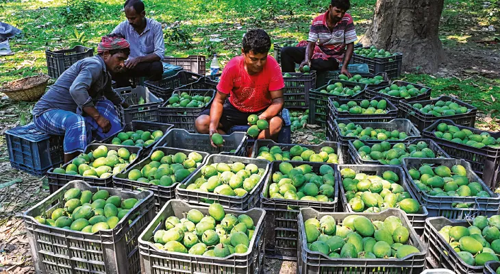নদীয়ায় এবার আমের রেকর্ড পরিমাণ ফলন,  লাভবান চাষিরা