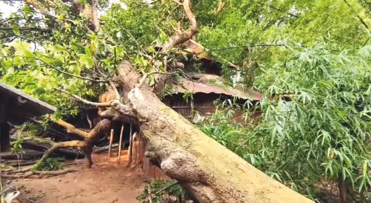 বাজ ও ঝড়ের তাণ্ডবে বাঁকুড়া জেলায় মৃত চার