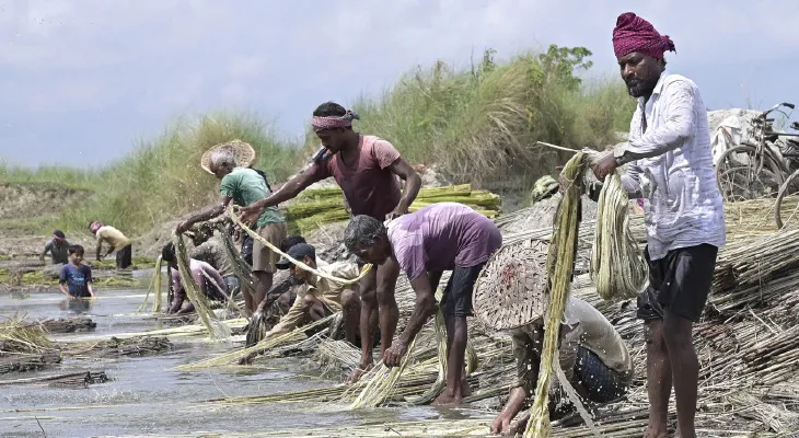 পাট উৎপাদনের আগাম হদিশ পেতে ইসরোর সাহায্য নিচ্ছে জুট কর্পোরেশন
