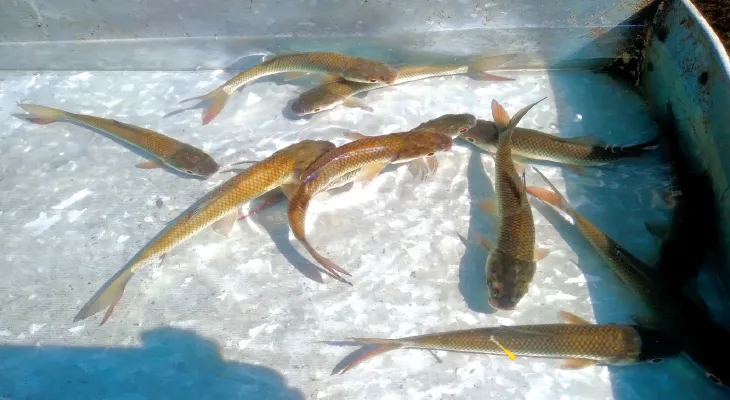 হারিয়ে যাওয়া ছোট মাছ সংরক্ষণে ‘অভয়া পুকুর’