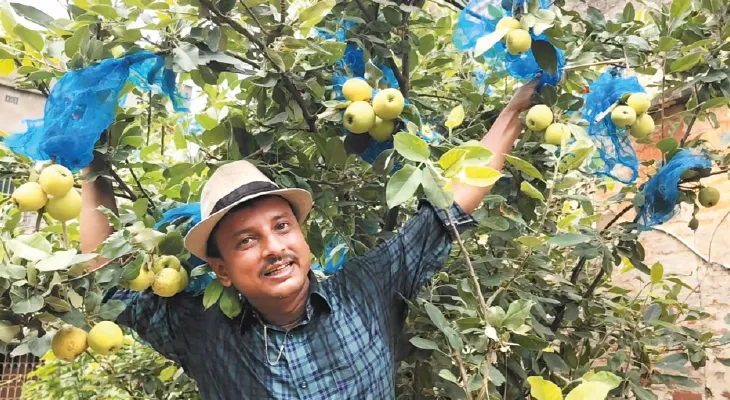 বেলডাঙায় কাশ্মীরি আপেল ফলাচ্ছেন স্কুলশিক্ষক রূপেশ