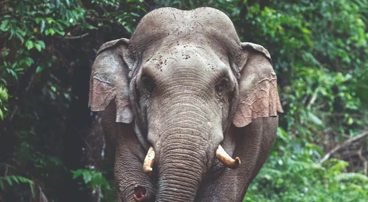 মাদারিহাট ব্লকে মাত্র ৬ ঘণ্টায় হাতির হানায় মা ও মেয়ে সহ তিনজনের মৃত্যু, আতঙ্ক