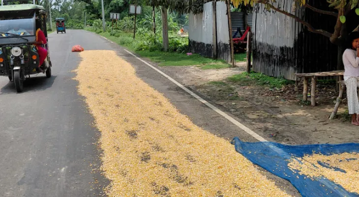 দুর্ঘটনার পরও হুঁশ নেই, জাতীয় সড়কের উপর ফসল ছড়িয়ে শুকোনো করা চলছে