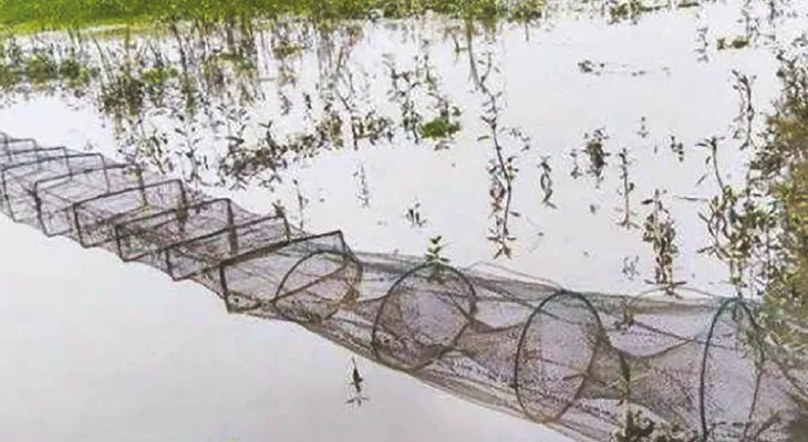 নিষিদ্ধ চায়না জালের লাগামহীন ব্যবহারে সঙ্কটের মুখে দেশীয় মাছ
