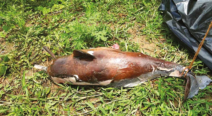 কাটোয়ার ভাগীরথীতে ফের উদ্ধার এক  শিশু ডলফিনের দেহ, হচ্ছে ময়নাতদন্ত