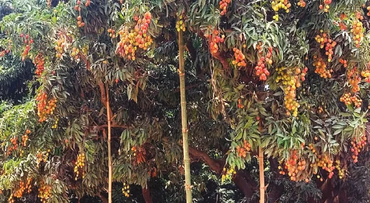 আয়ের উৎস বৃদ্ধিতে আম-লিচু বাগানে সাথী ফসল চাষের পরামর্শ দিল উদ্যানপালন দপ্তর