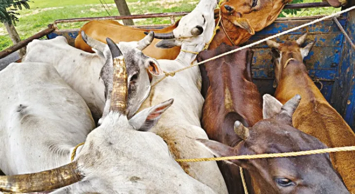 বাংলাদেশে গোরু পাচারে কারবারিদের নয়া রুট তারাপীঠ, রামপুরহাটে অভিযান